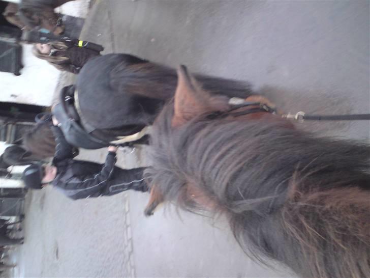 Islænder Máni fra Gjæsphøjgård.<3 - 2*Go´røv:p billede 2