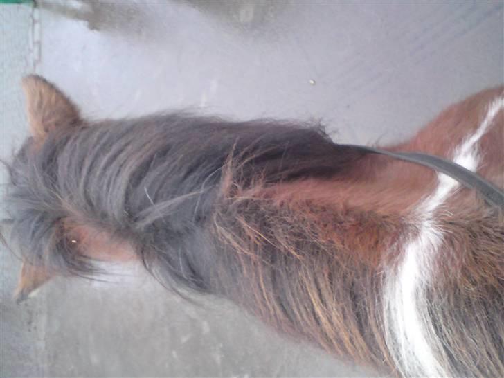 Islænder Máni fra Gjæsphøjgård.<3 - 3*Laaang hals:E Jeg strækker den lige imens Carla sidder på min ryg:) billede 3