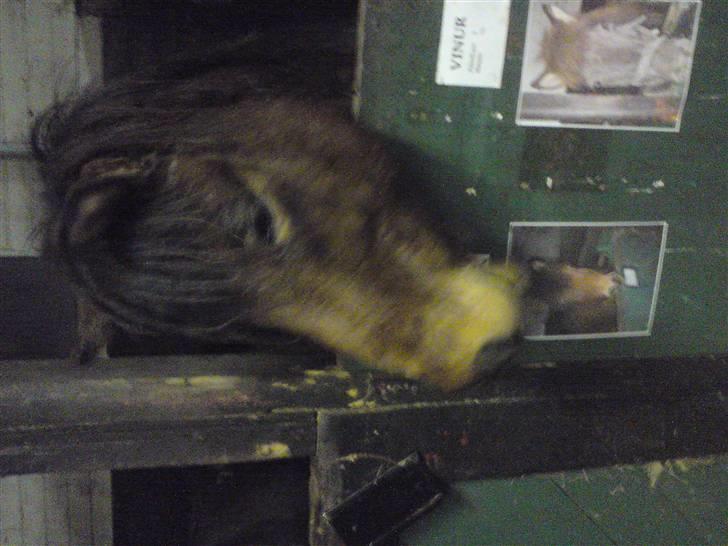 Islænder Máni fra Gjæsphøjgård.<3 - 4*Svedig:) Jeg tror vi var på en lang tur, eller bare en regnende dag:´) billede 4