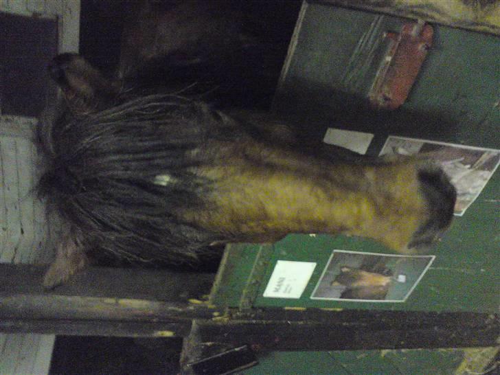 Islænder Máni fra Gjæsphøjgård.<3 - 5*Svedig:) Det var nok lidt hårdt:) billede 5