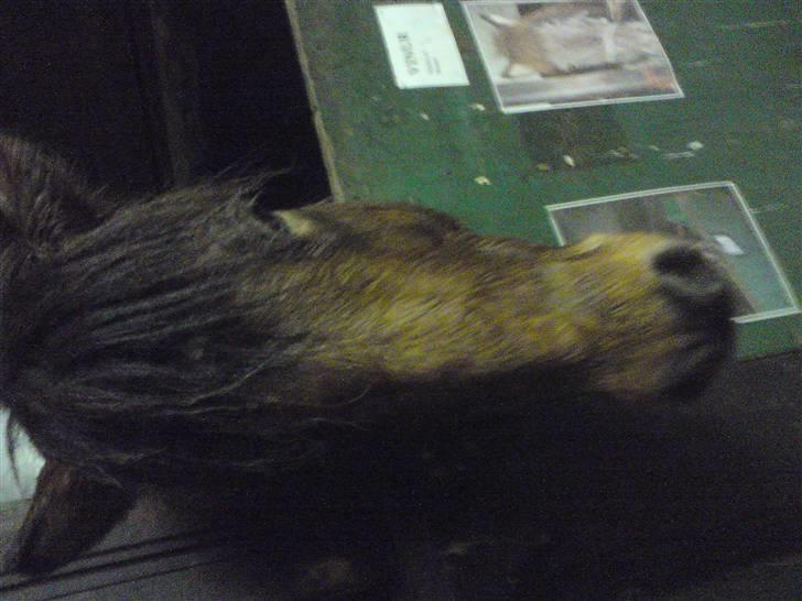 Islænder Máni fra Gjæsphøjgård.<3 - 6*Lidt mørkt:z billede 6