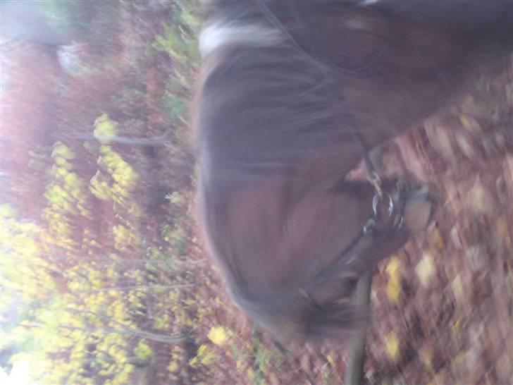 Islænder Máni fra Gjæsphøjgård.<3 - 7*Mus:* billede 7