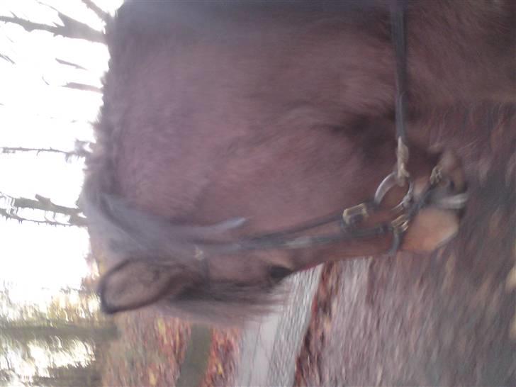 Islænder Máni fra Gjæsphøjgård.<3 - 8*Okay,Flot,Holdning;)´Hva´sys´i? billede 8