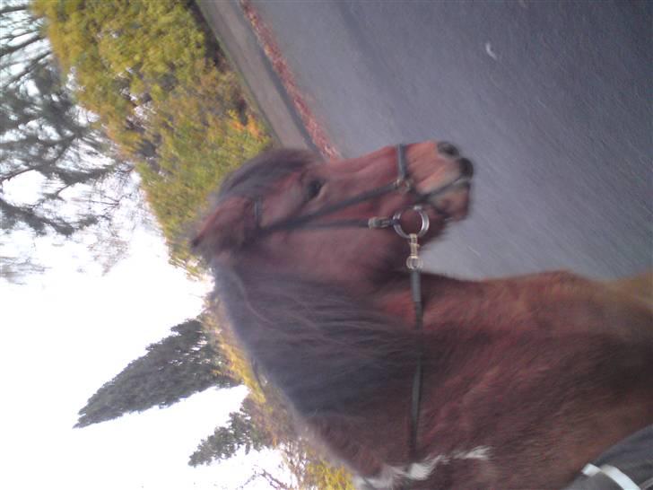 Islænder Máni fra Gjæsphøjgård.<3 - 9*Orghh. det her er bar´ fint synes jeg:<3 holdingen, okay flot;) billede 9