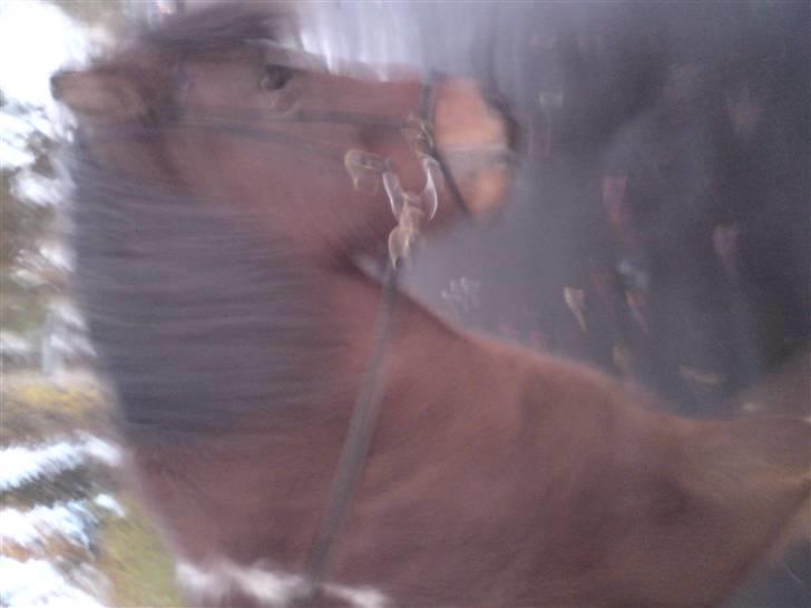 Islænder Máni fra Gjæsphøjgård.<3 - 10*Lidt sløret:) Men søøødt:) <3 DET ER CARLA(mig) DER RIDER PÅ ALLE BILLEDERNE:) okay flot holdning. billede 10