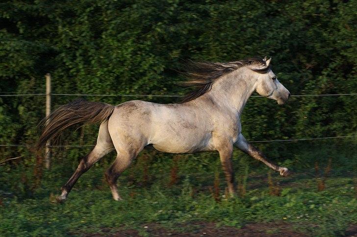 Anden særlig race Roosgårdens Cornelius billede 20