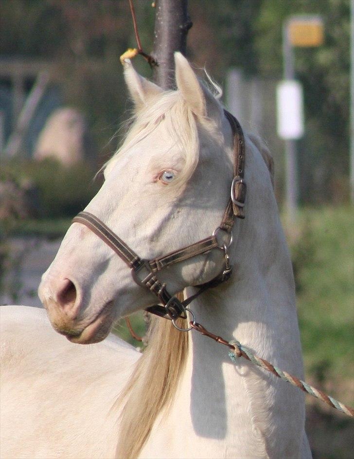 Palomino Mr. Blue Eyes billede 18