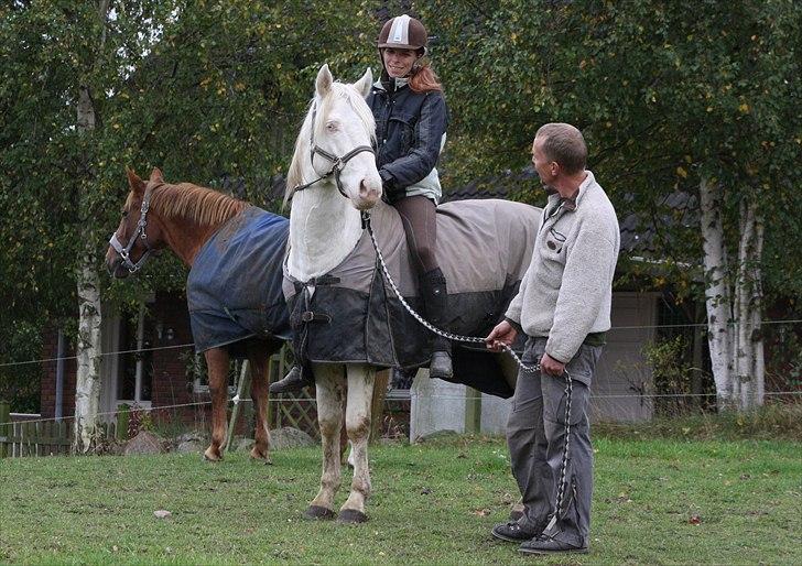 Palomino Mr. Blue Eyes billede 20