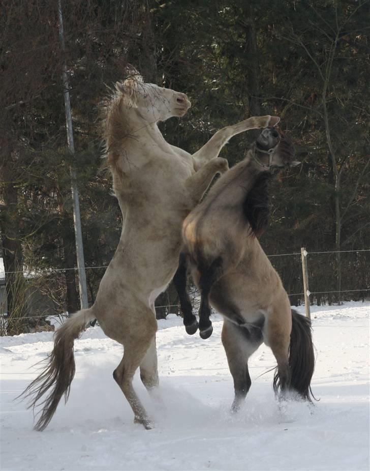 Palomino Mr. Blue Eyes - Fotograf: Mig selv. billede 21