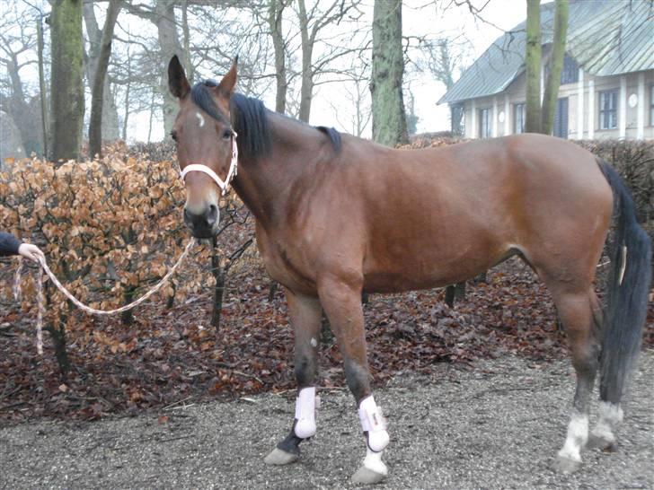 Svensk Varmblod HollyWood Boss billede 17