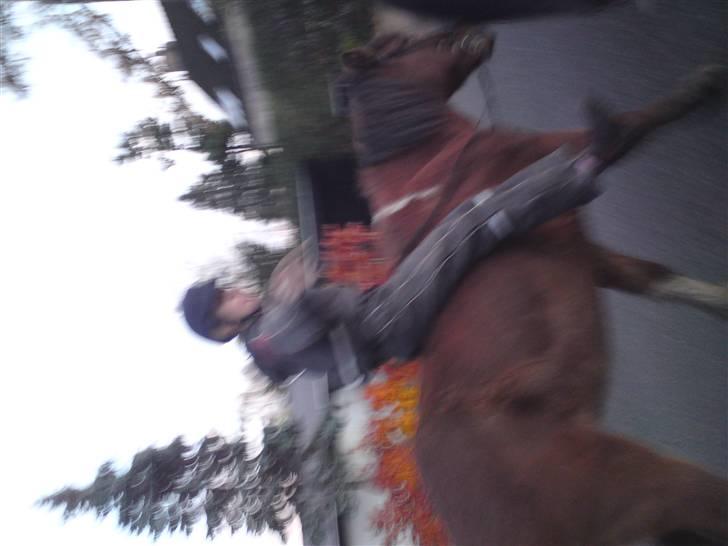 Islænder Máni fra Gjæsphøjgård.<3 - 11*Det er mig der rider:) MEGET SLØRET:´( billede 11