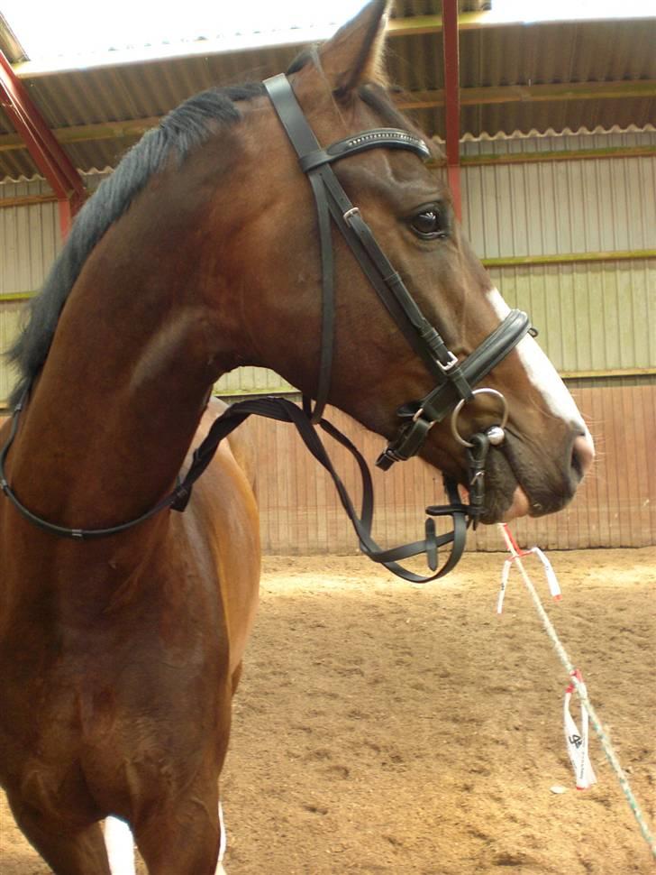 Dansk Varmblod Grønskovlund's Monet ( Call me happy ) Solgt til c billede 12