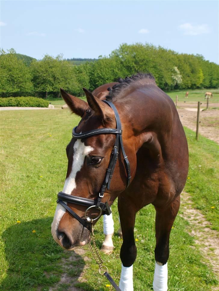 Dansk Varmblod Grønskovlund's Monet ( Call me happy ) Solgt til c billede 13