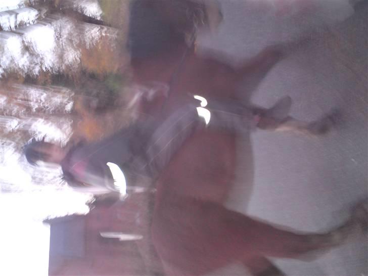 Islænder Máni fra Gjæsphøjgård.<3 - 12*SLØRET IGEN:´( billede 12