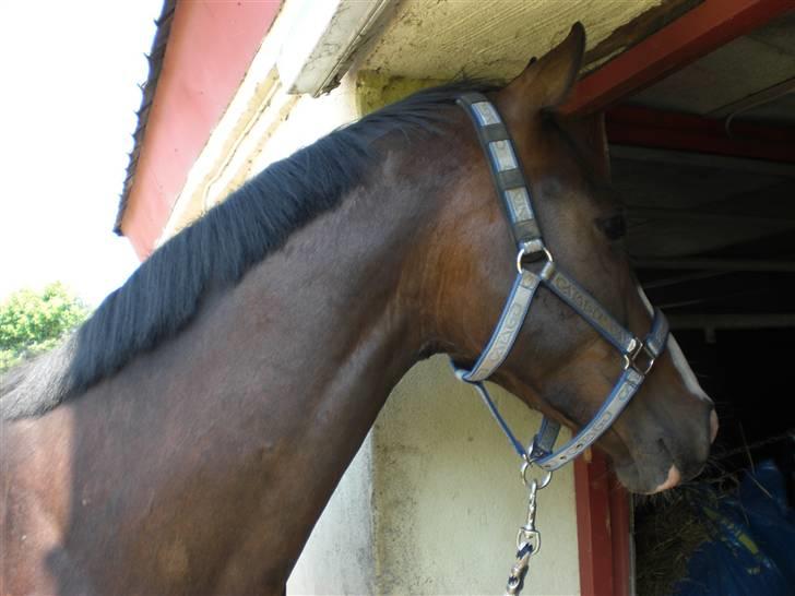 Dansk Varmblod Grønskovlund's Monet ( Call me happy ) Solgt til c billede 14