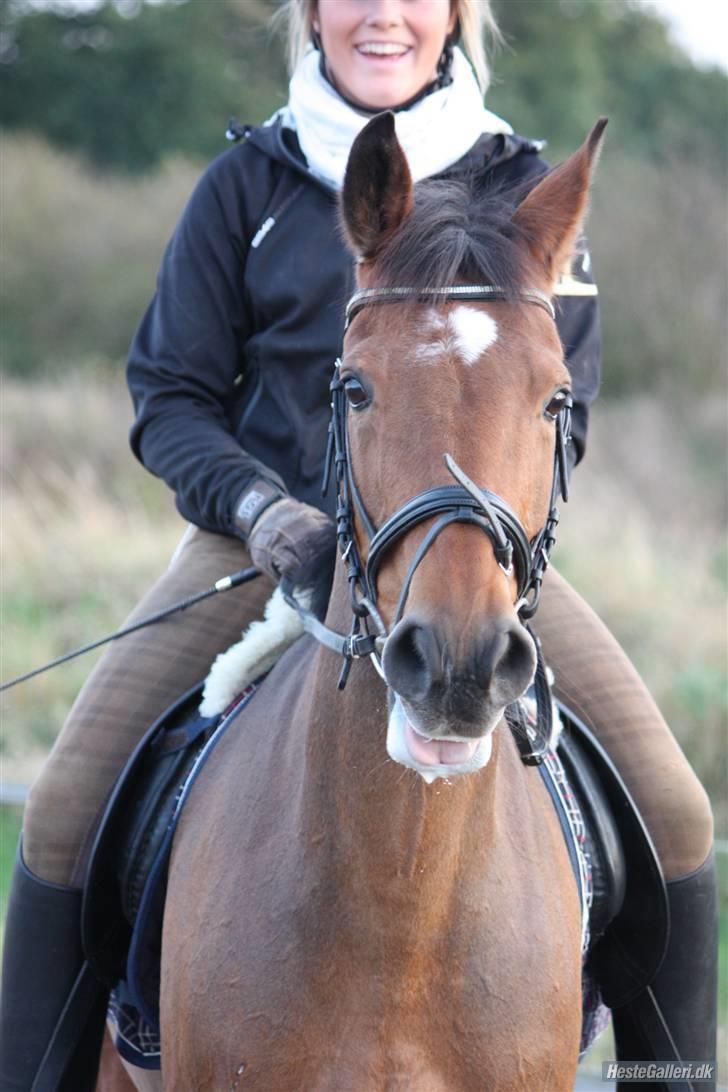 Tysk Sportspony Hazel *;  - så rækker vi tungen ud hazélmus.  :´DD billede 10
