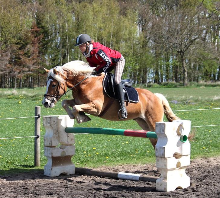 Haflinger Aragon *SOLGT* - Maj 2010, 2. gang de springer (CNN-foto) billede 1