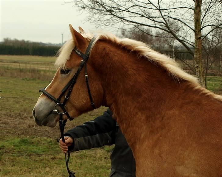 Haflinger Aragon *SOLGT* - (CNN-foto) billede 2