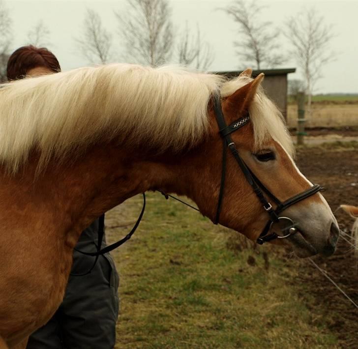 Haflinger Aragon *SOLGT* - (CNN-foto) billede 3