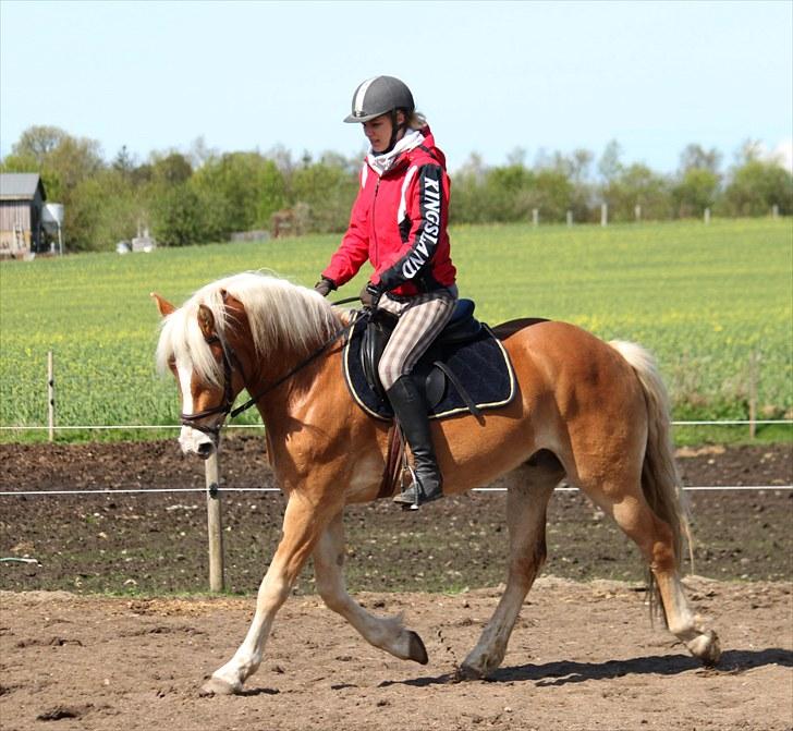 Haflinger Aragon *SOLGT* - Maj 2010 (CNN-foto) billede 6