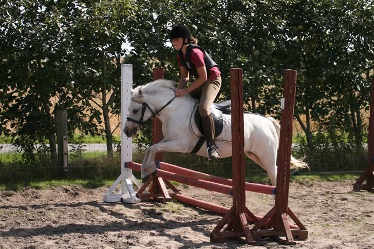 Welsh Mountain (sec A) Gribsvads Patsy - Mig og Patsy på ridelejr 07 billede 2