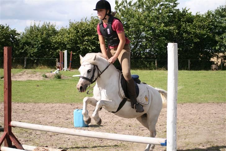 Welsh Mountain (sec A) Gribsvads Patsy - Jeg ved godt jeg er stor men er hun ik´ bare sød? ;) billede 3