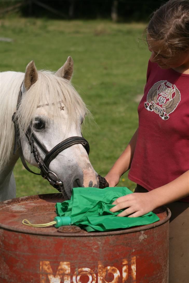 Welsh Mountain (sec A) Gribsvads Patsy - My little star <3 billede 4