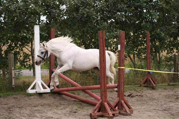 Welsh Mountain (sec A) Gribsvads Patsy billede 1