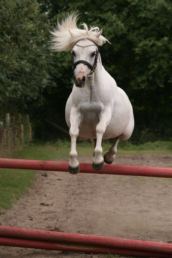 Welsh Mountain (sec A) Gribsvads Patsy - Hun er godt nok rumle fed men hun kan sku godt springe allige vel... billede 5