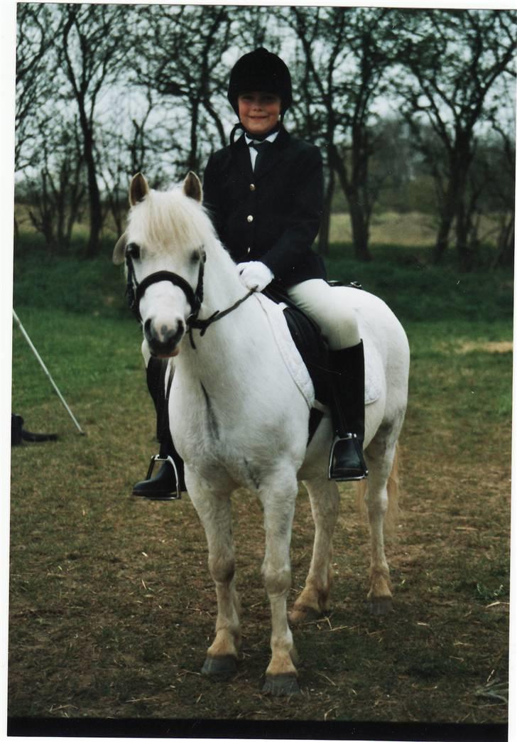 Welsh Mountain (sec A) Gribsvads Patsy - Efter dressur...  billede 7