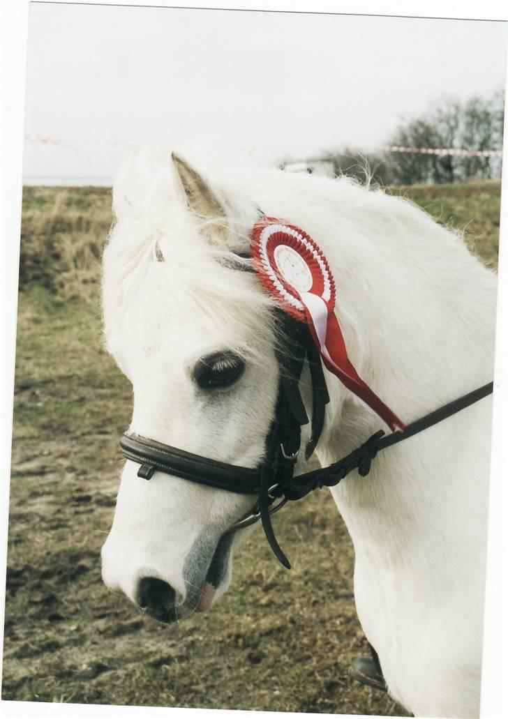 Welsh Mountain (sec A) Gribsvads Patsy billede 8