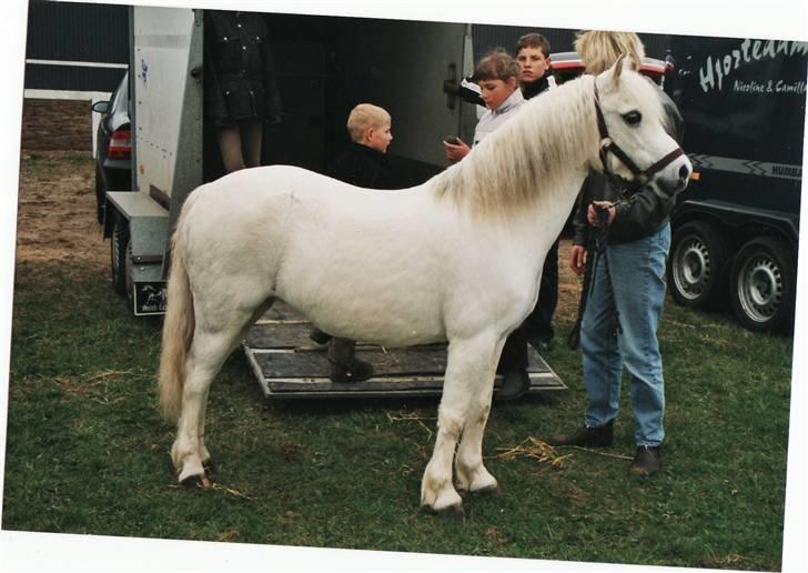 Welsh Mountain (sec A) Gribsvads Patsy billede 9