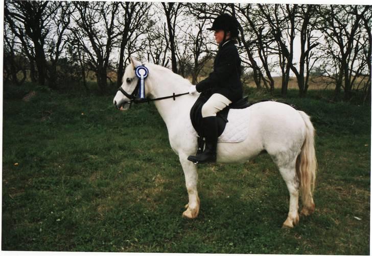 Welsh Mountain (sec A) Gribsvads Patsy billede 10