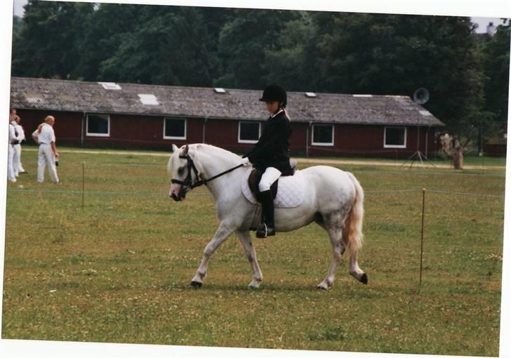 Welsh Mountain (sec A) Gribsvads Patsy - Kåring 03. Min kusine som lille og Patsy rider dressur billede 11