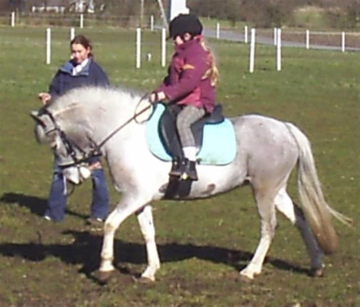 Hollandsk Sportspony vestergaards bianca - bianca da jeg prøvede hende første gang billede 1