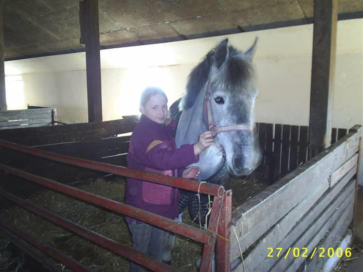 Hollandsk Sportspony vestergaards bianca - første gang jeg så hende billede 2