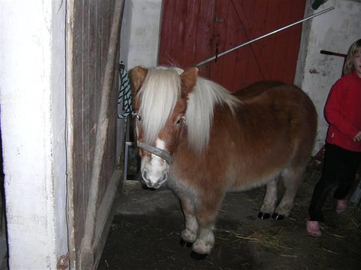 Anden særlig race Lukas<3 (solgt) billede 10