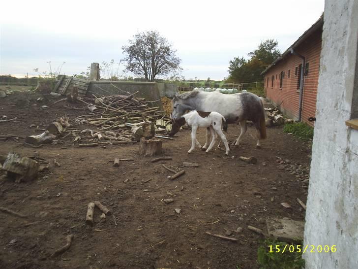 Hollandsk Sportspony vestergaards bianca - bianca med hendes føl billede 3