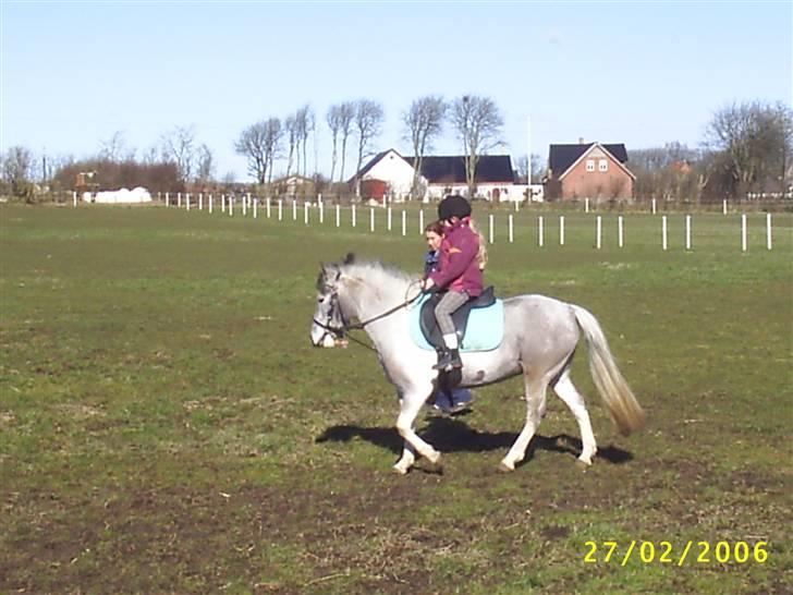 Hollandsk Sportspony vestergaards bianca - bianca da jeg prøvede hende første gang billede 4