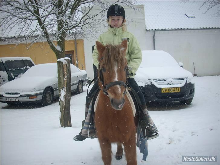 Anden særlig race Prins <3 (gammel part) - Mig og Prins i sneen :D elsker bare det billed X) vi var de bedste Foto: Signe billede 13