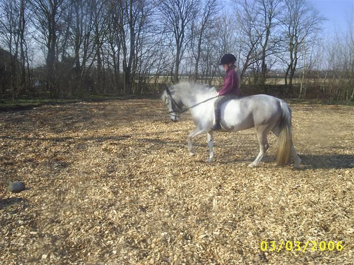 Hollandsk Sportspony vestergaards bianca - hyggedag på banen billede 5