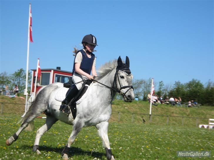 Hollandsk Sportspony vestergaards bianca - til stævne i sommer 08 billede 6