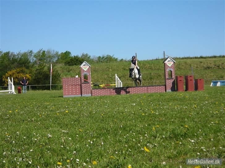 Hollandsk Sportspony vestergaards bianca - her i flot stil over muren billede 7