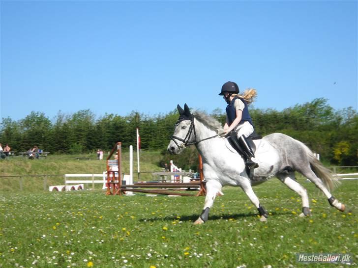 Hollandsk Sportspony vestergaards bianca - i fuld firspring billede 8