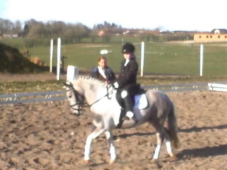 Hollandsk Sportspony vestergaards bianca - til dressur sommer 07 billede 9