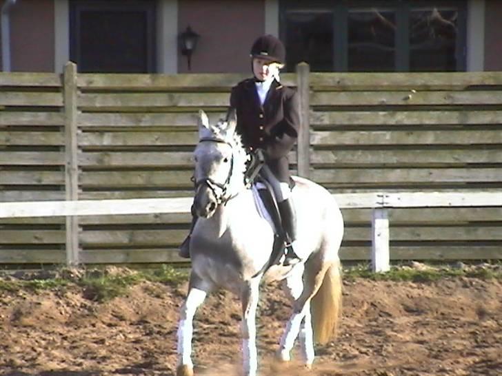 Hollandsk Sportspony vestergaards bianca - og igen dressur 07 billede 10