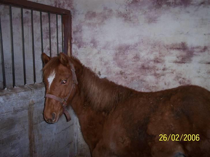 Anden særlig race Hestehuset`s Feline solgt - Feline da jeg hentede hende Februar 2006 billede 5