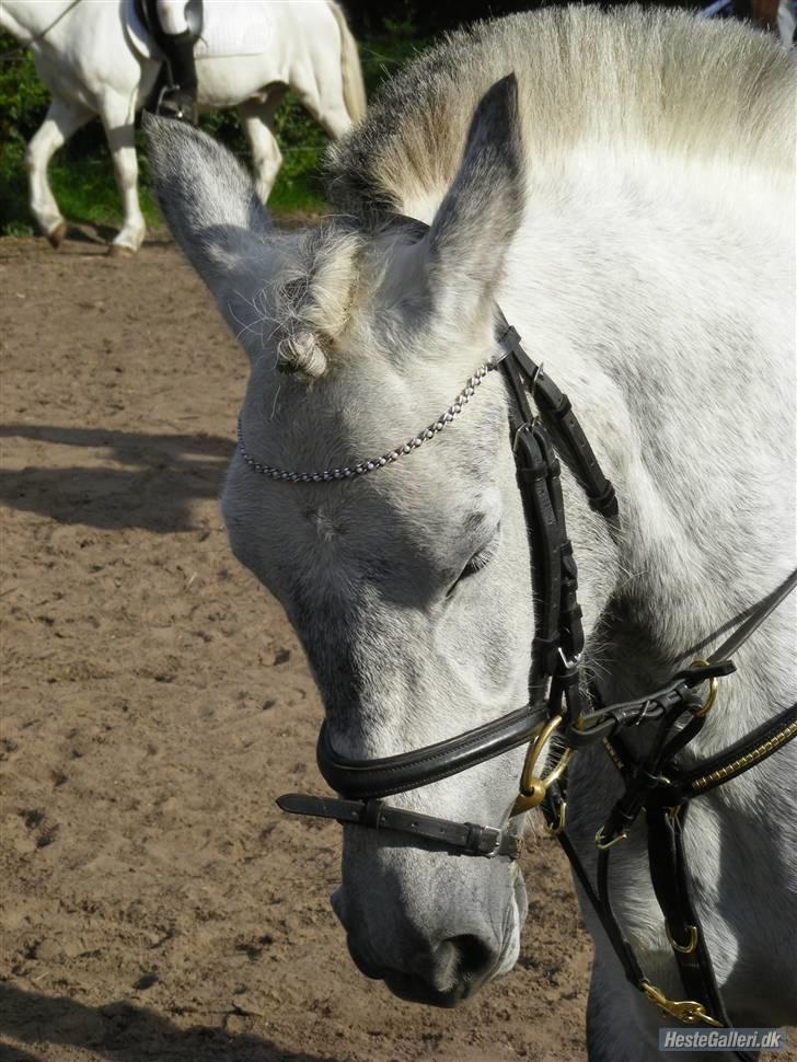 Hollandsk Sportspony vestergaards bianca - med rosendut i panden billede 11