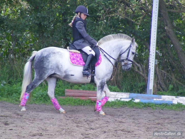 Hollandsk Sportspony vestergaards bianca - med lyserødt bling bling billede 12