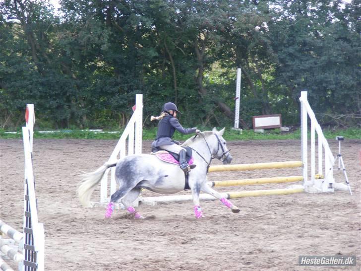 Hollandsk Sportspony vestergaards bianca - og fuldfart det kan vi lide billede 13
